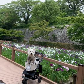 舞鶴公園の花菖蒲の画像