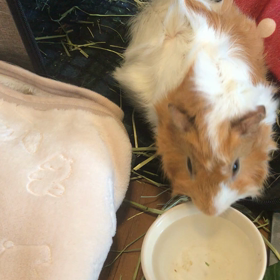 お部屋んぽの画像