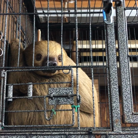 ナマケモノの画像