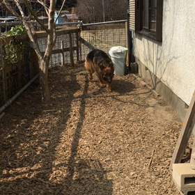 コイ    3シェパの比較    動画の画像