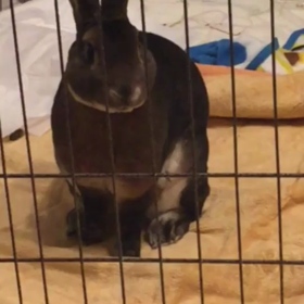 おすましブライアンの画像