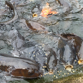 ボフボフの画像