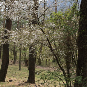 癒す・癒されるの画像