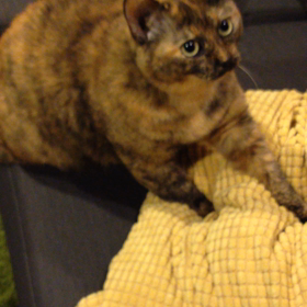 動画 フミフミ。の画像