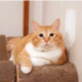 Shima散歩Tokyo愛おしき世界のにゃんこセレクションの画像