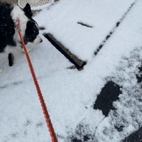 久しぶりの。。。の画像