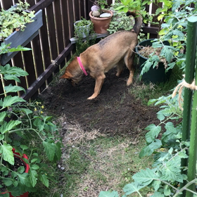 ホリホリの画像