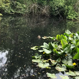 アヒルのヒナ達　誕生の画像