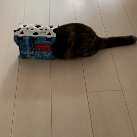 ウチの猫の画像