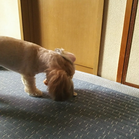 新しい遊び方♡˙ᴥ˙♡の画像