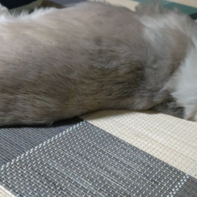 わんこの寝言が多くて少し心配の画像