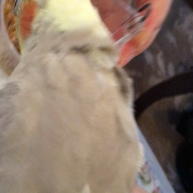 お食事なうの画像