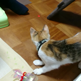 猫がいるの画像