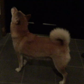 うるさくてすみません。の画像