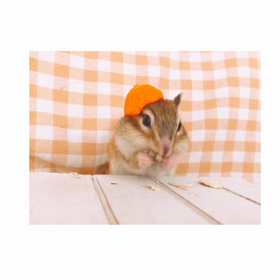 ちょこたろのおやつタイム♪の画像