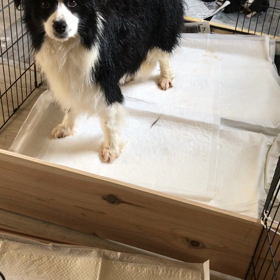 ボーダーコリー子犬  販売中 お母さんシャンプーの画像