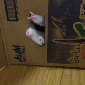 謎の生き物の画像