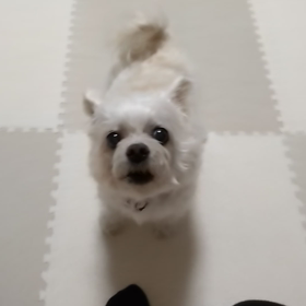 久々のおねしょの画像