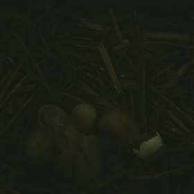 オカメインコの雛ちゃんの画像