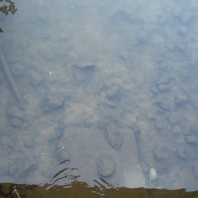 亀のお散歩の画像