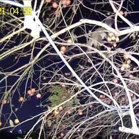 すぎぴたんの事件簿シーズン3　94話（柿選び）の画像