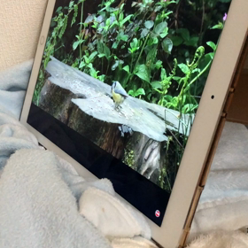 YouTube鑑賞中の画像