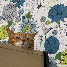 猫は息子のベッドで癒されてるの画像