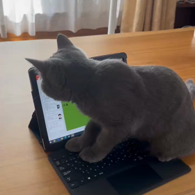 うちの猫の画像