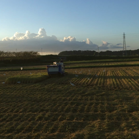 鳥がいっぱいの画像