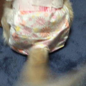 プロペラ？？の画像