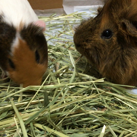 仲良く⁉️の画像