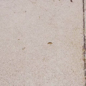 乃木坂46の画像