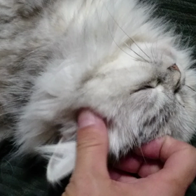 さかり甘えなanちゃんの画像