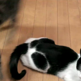 自分にないものは、楽しい！から…の画像