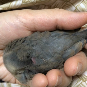 体中で生きてるの画像