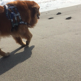 どれにしよっかなの画像