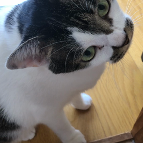 かわいいの画像