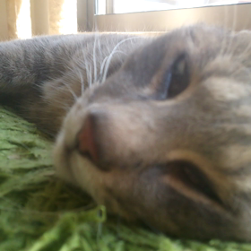 ピクピクわだちさんの画像