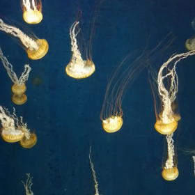 新江ノ島水族館　くらげの画像