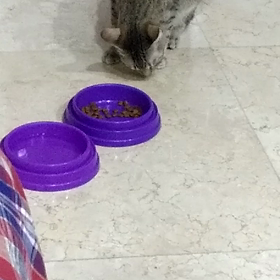 謎の行動！の画像