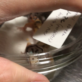 御礼。(昨日、エキスポ東京)の画像