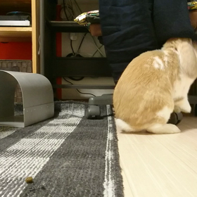 闘牛うさぎ(興奮するぜ)の画像