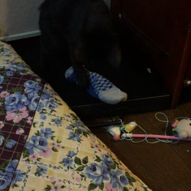 にゃぁぁぁぁぁぁぁぁぁぁの画像