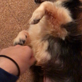 欲しがるアンジュの画像