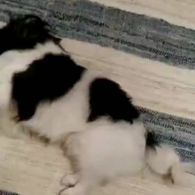 ごきげん息子の画像