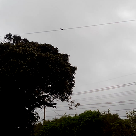 トリの声。の画像