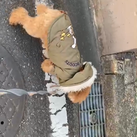 スキップするイッヌ♪の画像