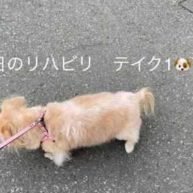 今日のリハビリ　テイク1＆テイク2の画像