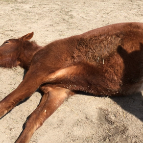 ローラ危うし・・・。の画像