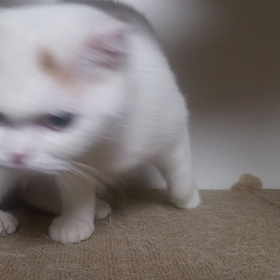 何を考えているのかな？の画像